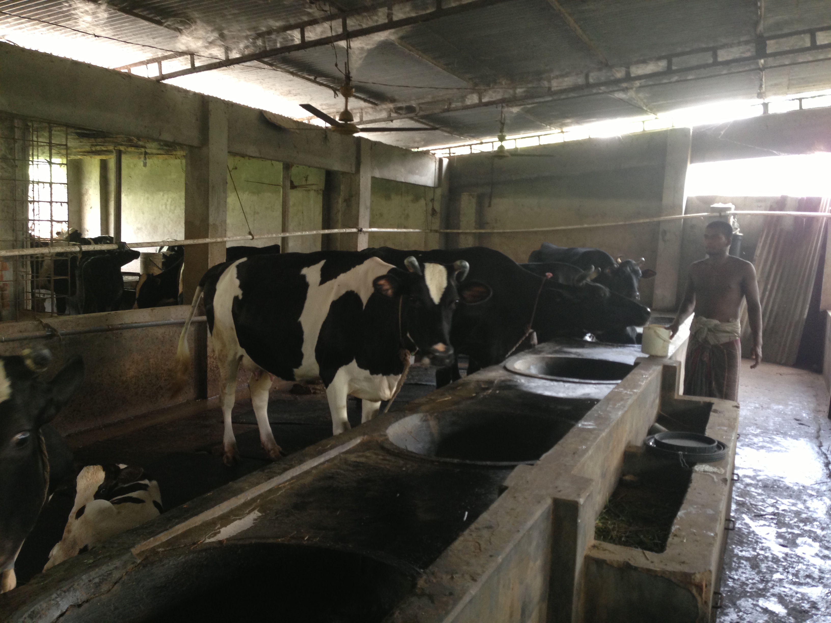 dairy farm for sale with land and cows from savar large image 0
