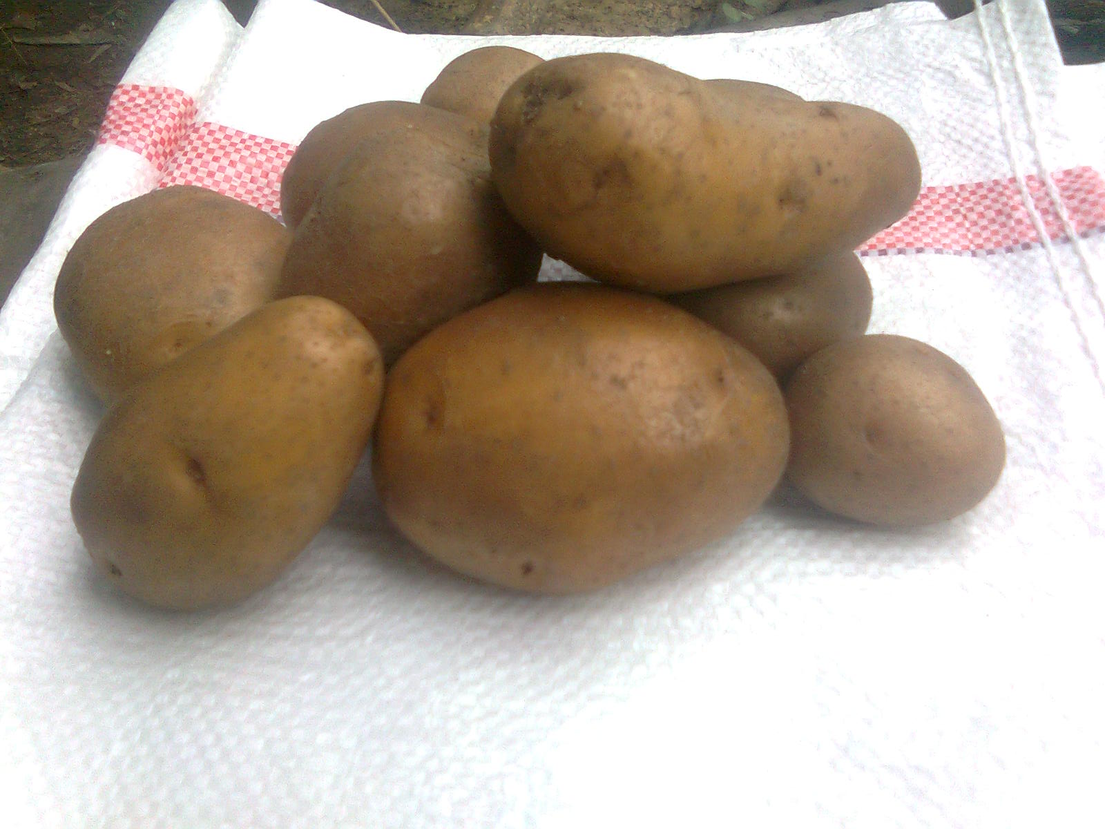 Potato for Export Business large image 0