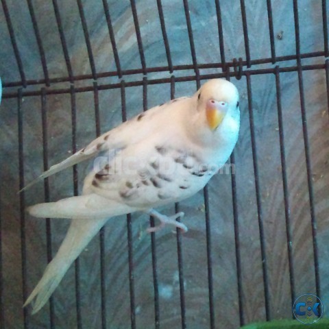 Adult Male Budgie resesive pied large image 0