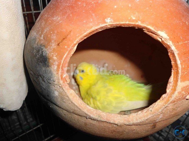 Budgerigar Pair with 2 egg with A Cage large image 0