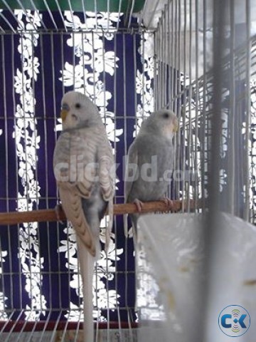 Spangle Budgerigar Pair with A Cage large image 0