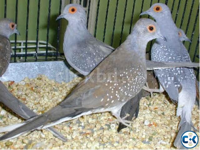 Diamond Dove Breeding Pair large image 0