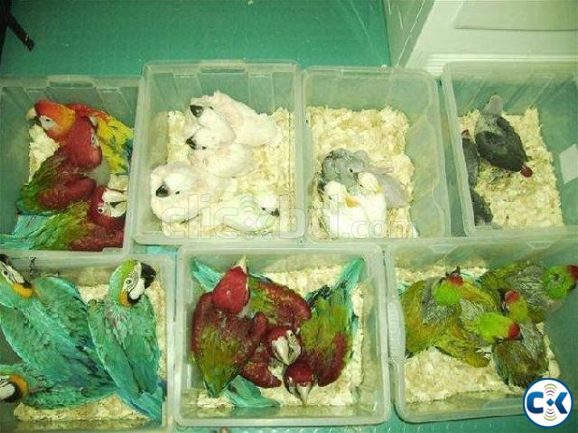 Hand Raised Baby Parrots And Parrots Eggs For Sale large image 0
