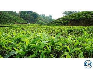 Fabulous Tea Estates with BIG Potentials