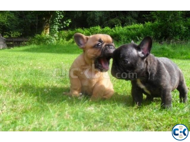 quality french bulldog puppies Available large image 0