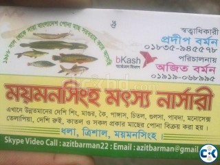 Fish farming in bangladesh