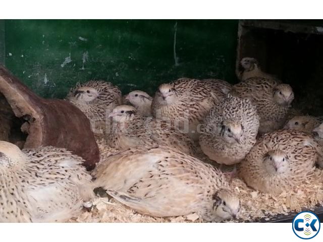 Hi I have fertile quail eggs and chicks for sale large image 0