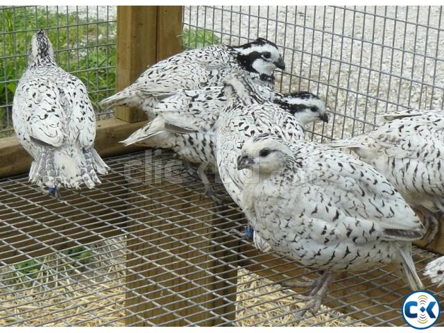 Quality Fertile Quail eggs and Chicks for Sale large image 0