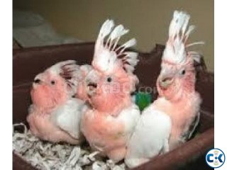 we are specialized in the breeding of birds parrots and we s