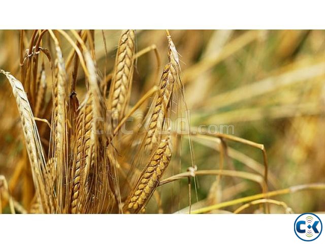 Details about Organic Wheat Grass Wheat Berries Grains for large image 0