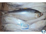 Export Quality Hilsha Fish