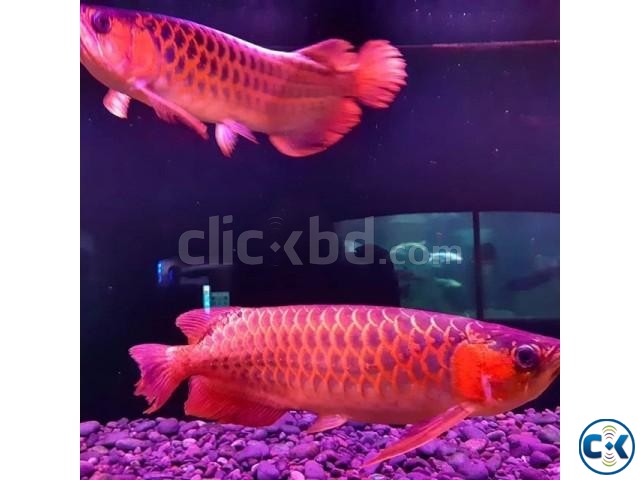 Super Red Arowana Albino Stingray fish for sale large image 0