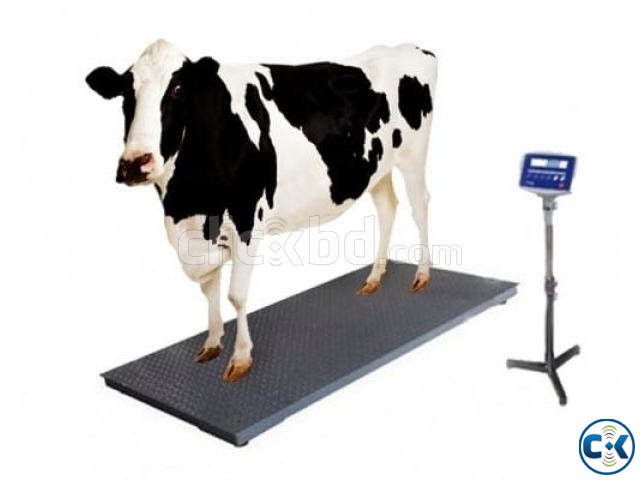 Digital Cow Scale 1Kg to 2000Kg TF TFS-1020-2t large image 0