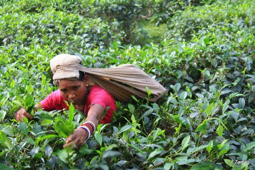 Tea Garden Water Fall Forest Tour Dhaka Sylhet Srimon large image 0
