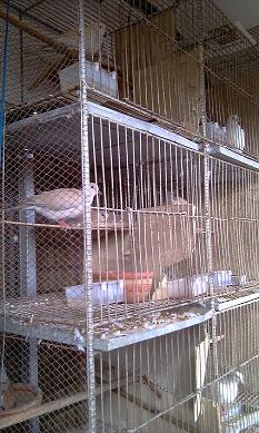 urgent sell 7 pairs thailand dove with 8 cages large image 0
