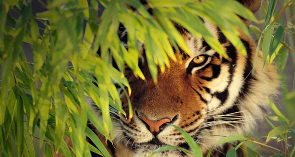 Visit Majestic Sundarban at only BDT 7500 PP Hammerbd.com  large image 0
