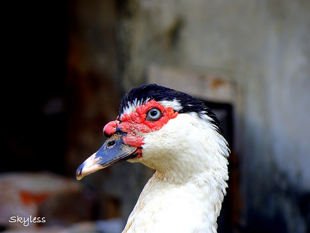 Foreign Duck Huscovy For Sale  large image 0