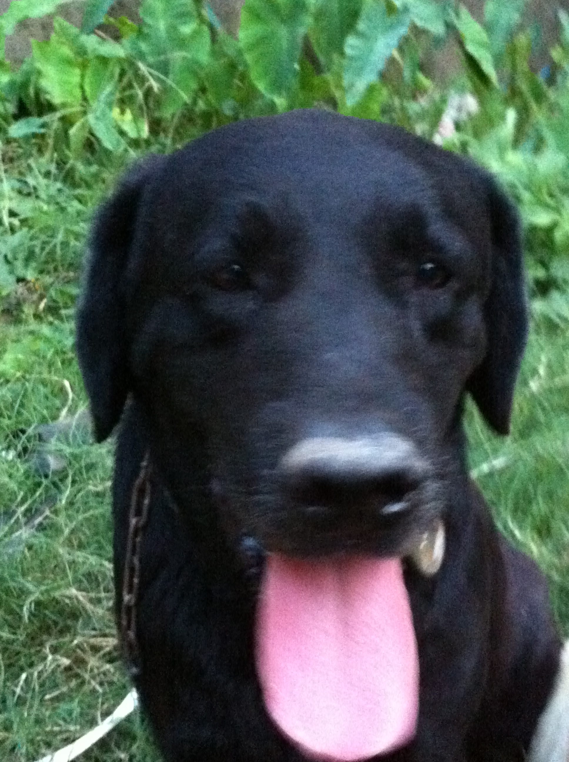black trained labradordog on sale large image 0