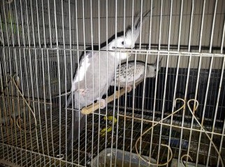 Bird-cockatail- 1 master pair white face n pal- urgent sell