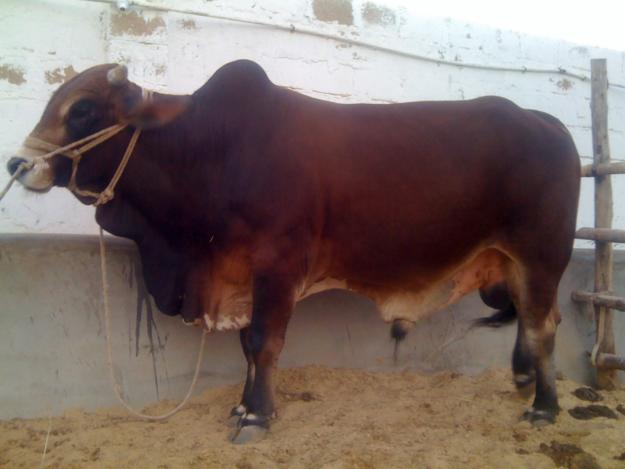 Male 2 year old Bull for sale.. Brown Sahiwal Cross  large image 0