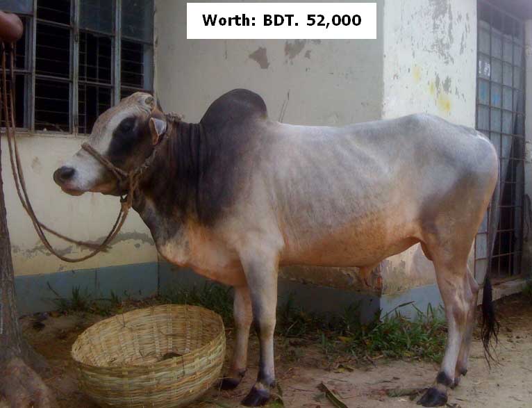 Deshi Cows for Eid ul Adha large image 1