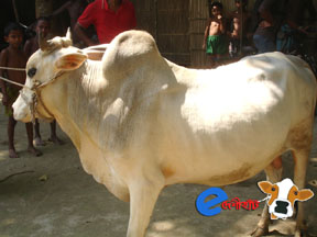 Buy your cows for Eid-ul-azha at cheapest price in online. large image 0