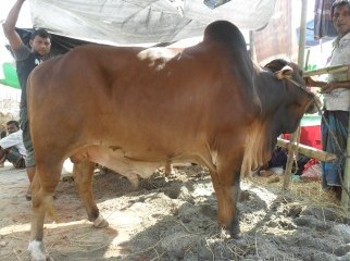 Big cow for Kurbani