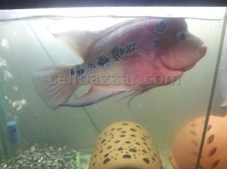 Fish Aquarium - Flower horn - 11 inches
