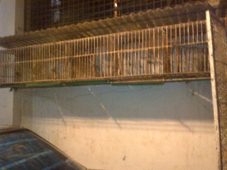 Cage iron made for fancy domestic pigeons.. 01746273964