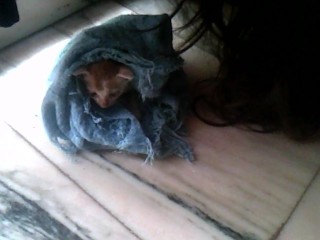 Baby Kitten .... just 8 days old