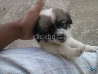 Shiro Japanese Spitz puppies