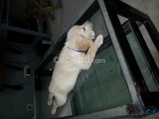 labrador retriever puppy for sell