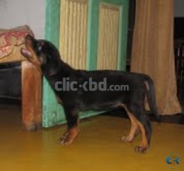 German Shephard Dog