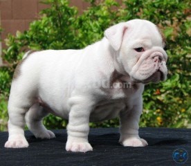 healthy and adorable English bulldog puppies