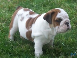 healthy and adorable English bulldog puppies