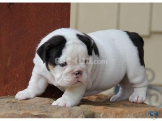 Lovely English Bulldog Puppies