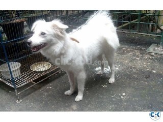DOG American Russian Spitz Puppy healthy active and vacnised