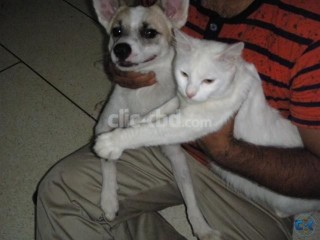 Cat Dog