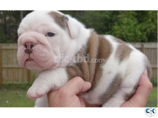 Outstanding English Bulldog Puppies for Adoption