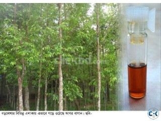 Agor Gach Tree