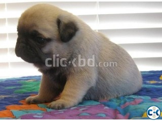 cute pug puppyr for x-mass