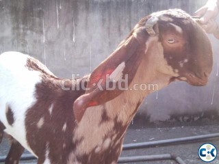 2 Tota goat for sale