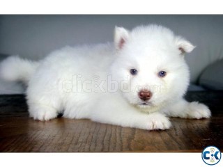 cute siberian husky