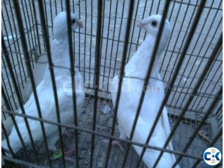 Pigeon White beauty homa big size--Neel porer 1 PAIR
