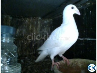 Pigeon White beauty homa big size--Neel porer 1 piece