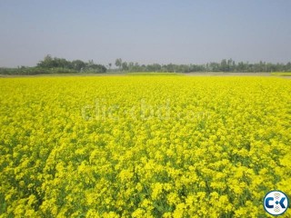 20 Dcml land for sale only on 32000 tk per dcml best Invest