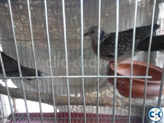 Bangladeshi Ghugu Dove