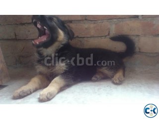 Long coat GSD