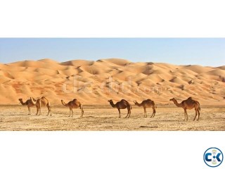 100 GUARANTEE SAUDIA ARAB JOB VISA