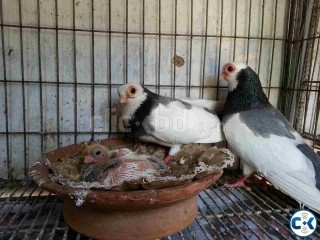 RUNNING PAIR PARAGUYEA SORTFACE WITH CHICK.